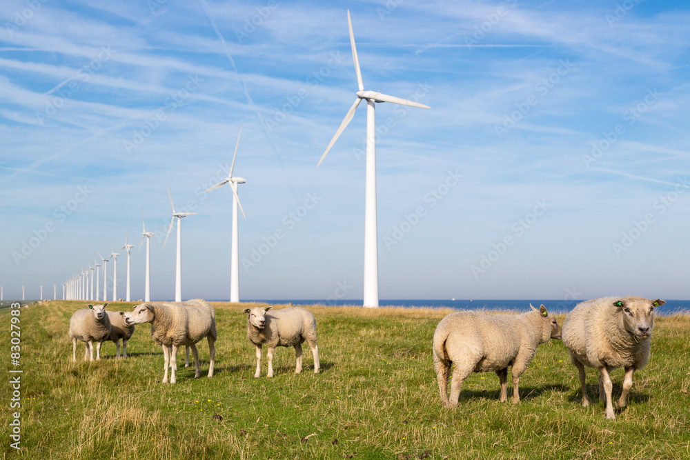 前面有一群羊的长排荷兰风力涡轮机