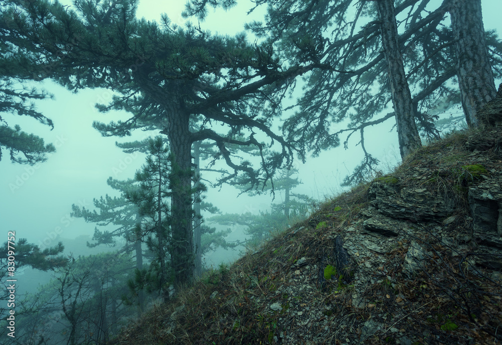 在雾中穿过一片神秘黑暗的古老森林。秋天