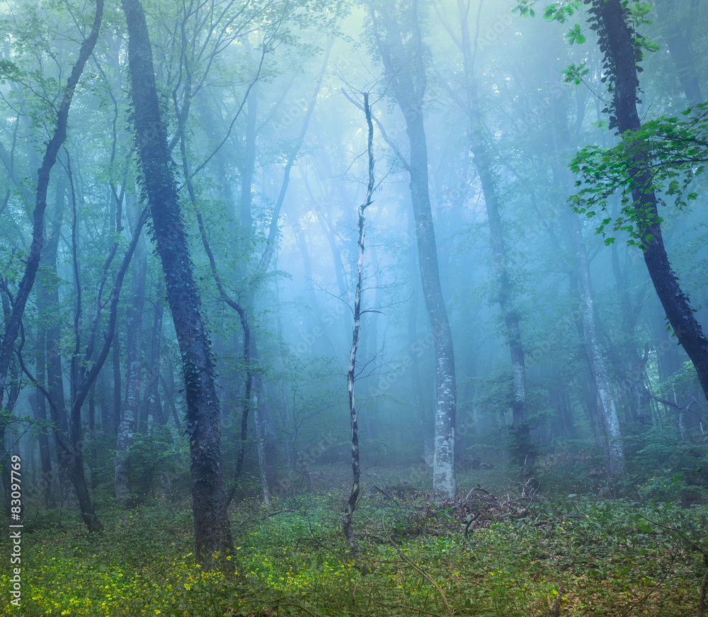 雾中神秘的黑暗森林，绿叶黄流