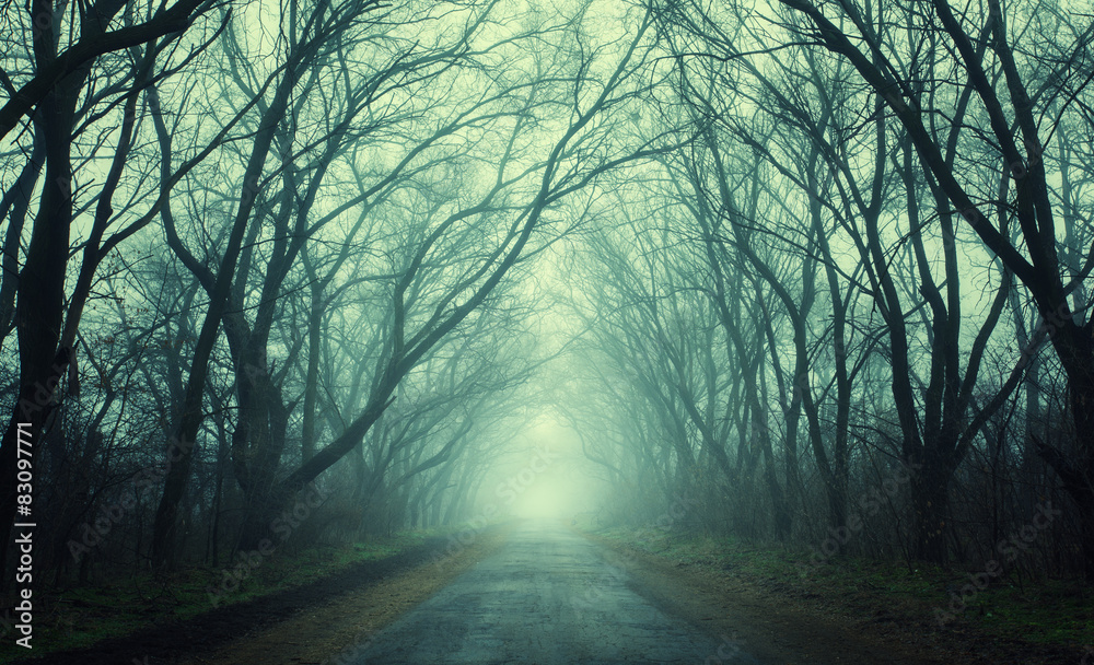 神秘的黑暗秋林，绿雾中有路，有树