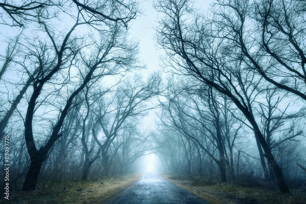 神秘的黑暗秋季森林，在绿色的雾中，有道路，有树木。
