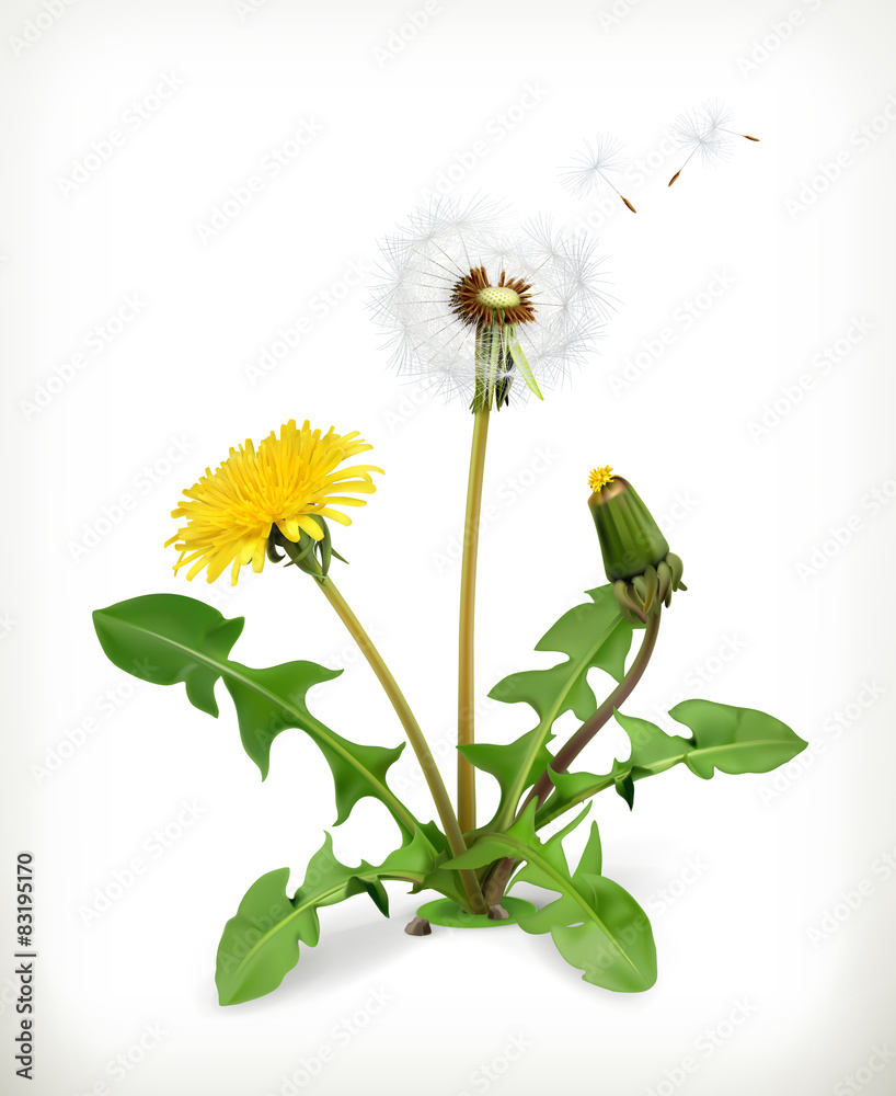 蒲公英，夏季花朵，矢量插图
