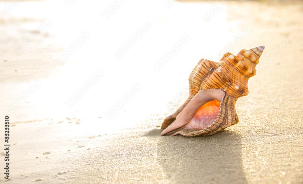 沙滩上贝壳的宏观照片