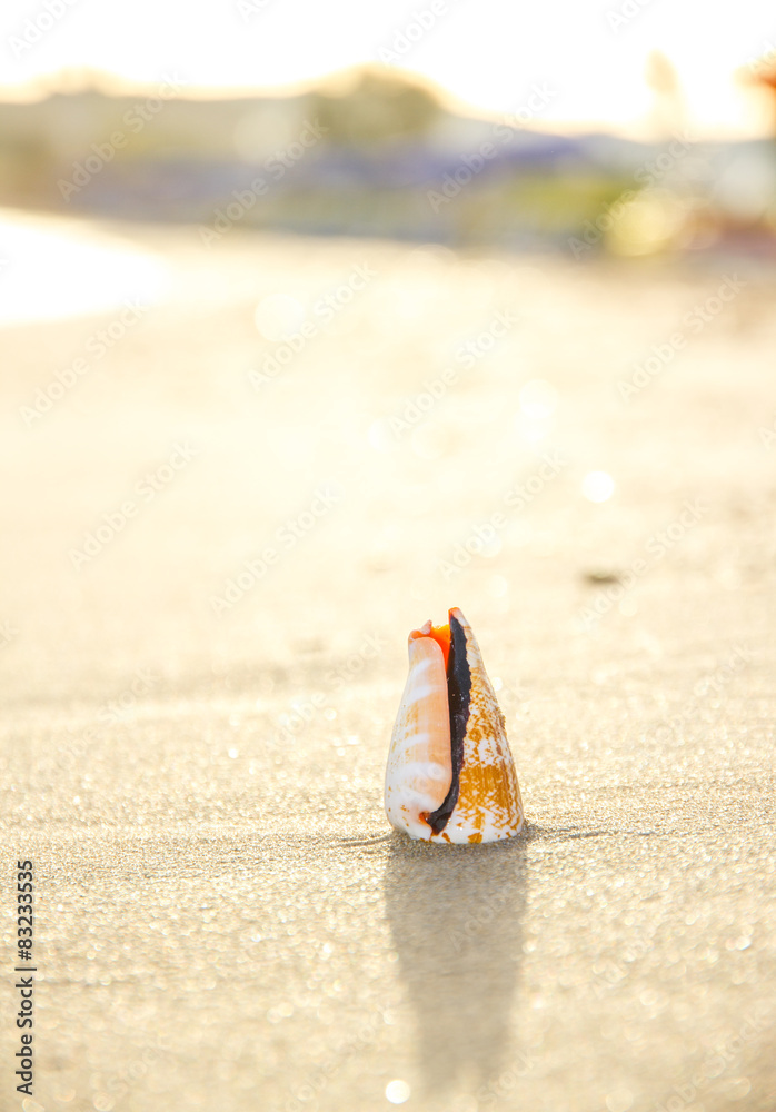 沙滩上贝壳的宏观照片