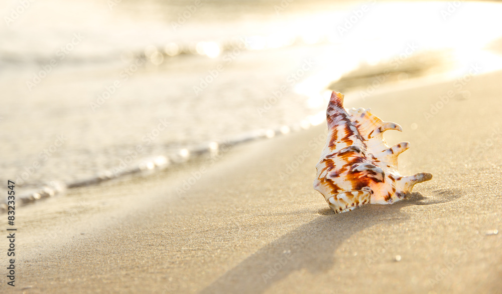 沙滩上的贝壳宏观照片