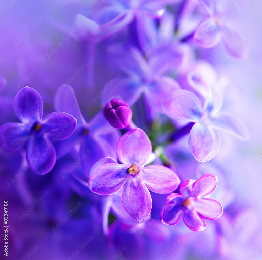 美丽的紫丁香花特写