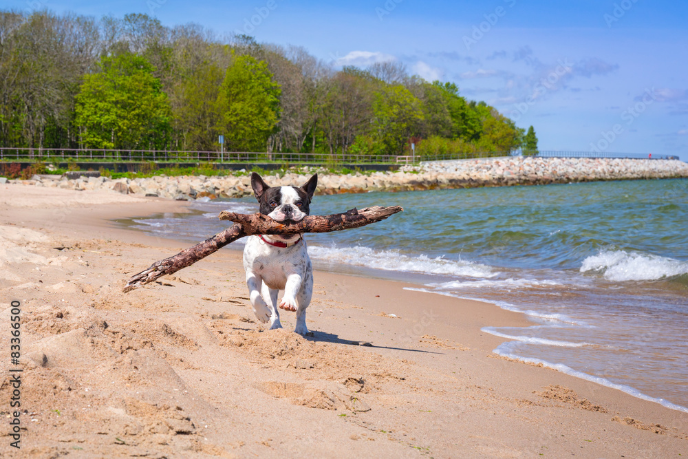 波罗的海海滩上的法国斗牛犬
