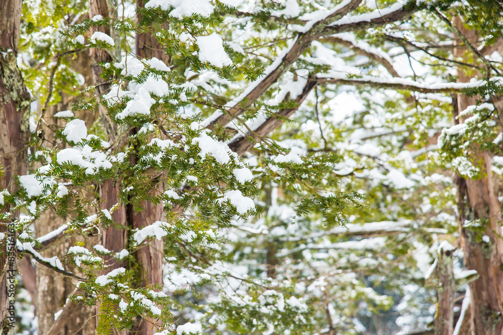 白雪覆盖的松树树枝