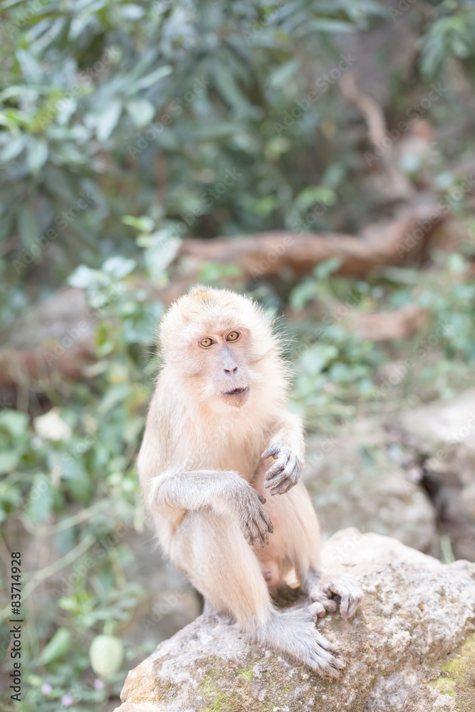 泰国普吉岛石头上的猴子