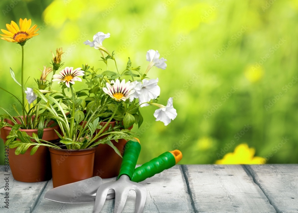 园艺设备，花盆，单花。