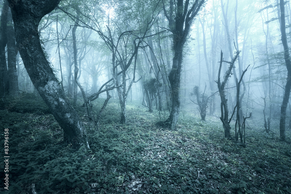 在春天穿过神秘的黑暗森林