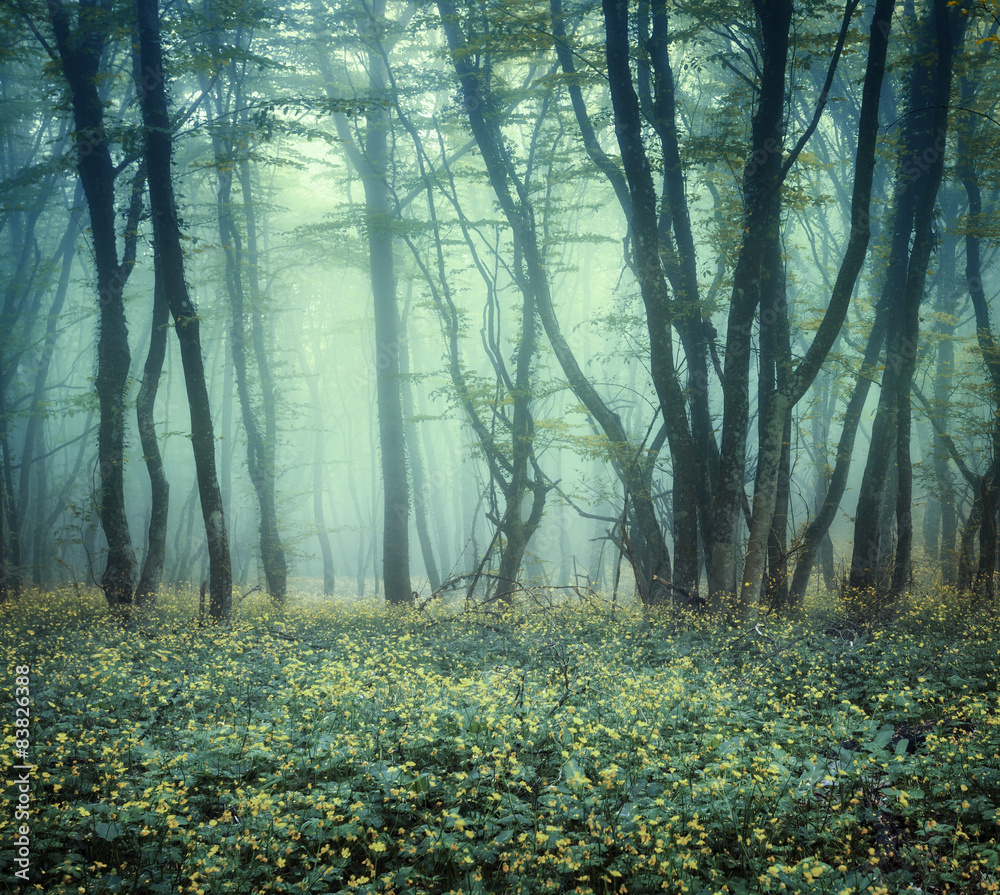 雾中穿越神秘的黑暗森林
