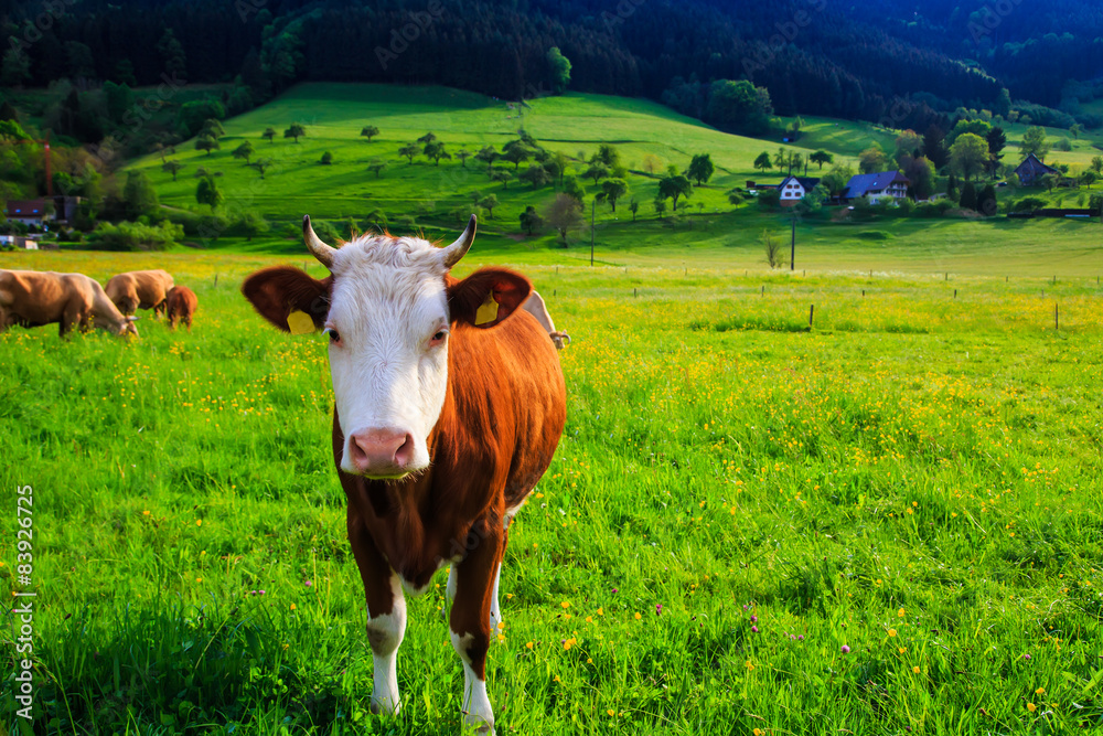 在风景优美的夏日乡村背景下，有趣的奶牛（小牛）。