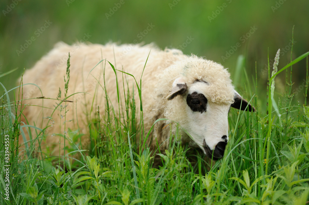 夏日田野上的羊群