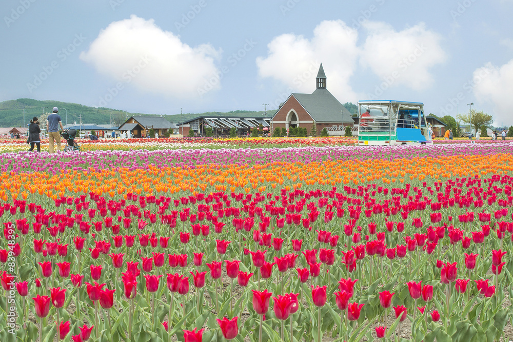 Ja北海道Kamiyubetsu郁金香公园的郁金香花园色彩缤纷