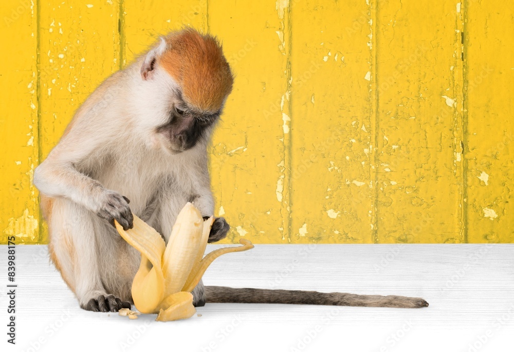猴子，香蕉，灵长类动物。