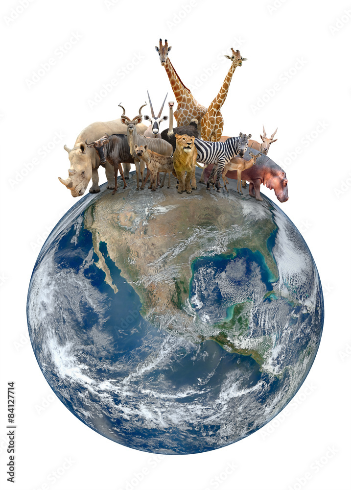 地球上的非洲动物群