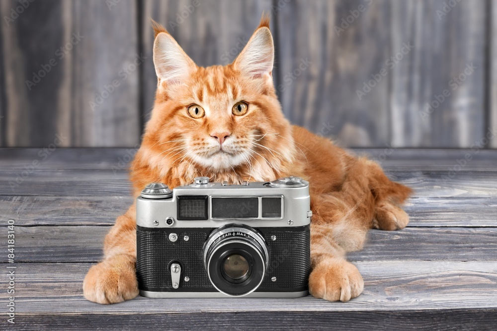 猫，摄影，照片。