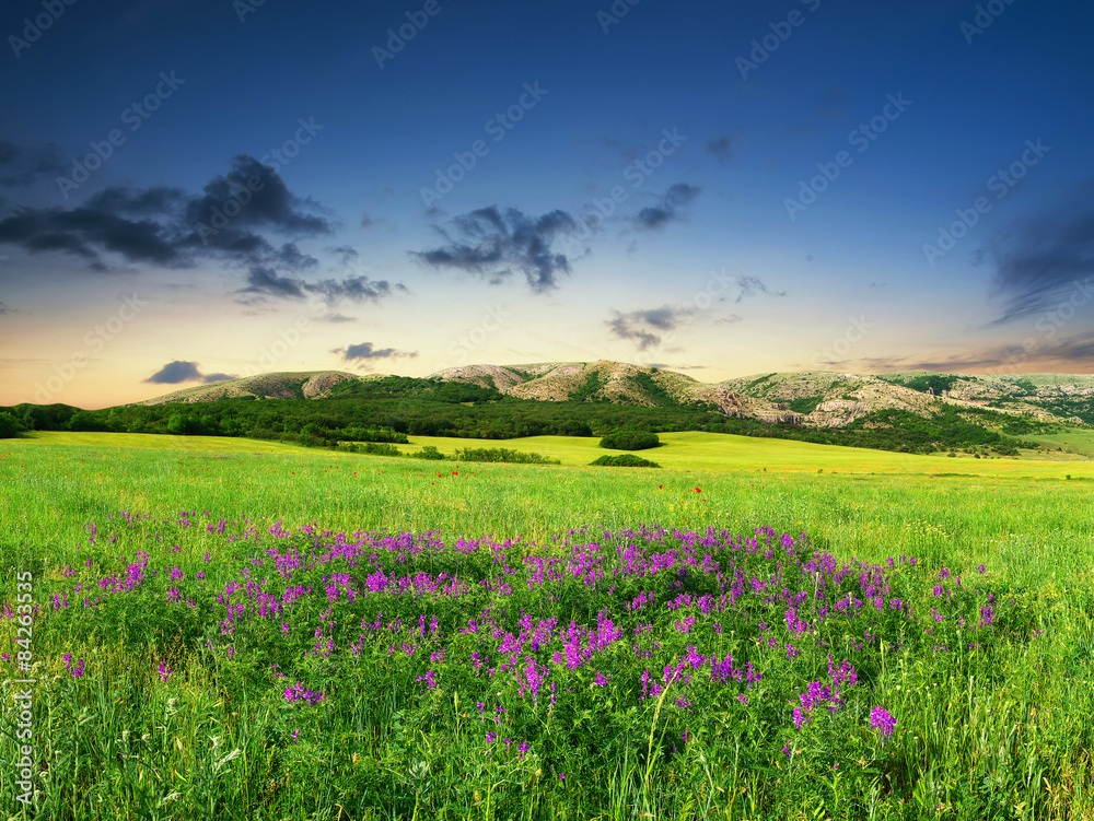 山谷里鲜花盛开的田野