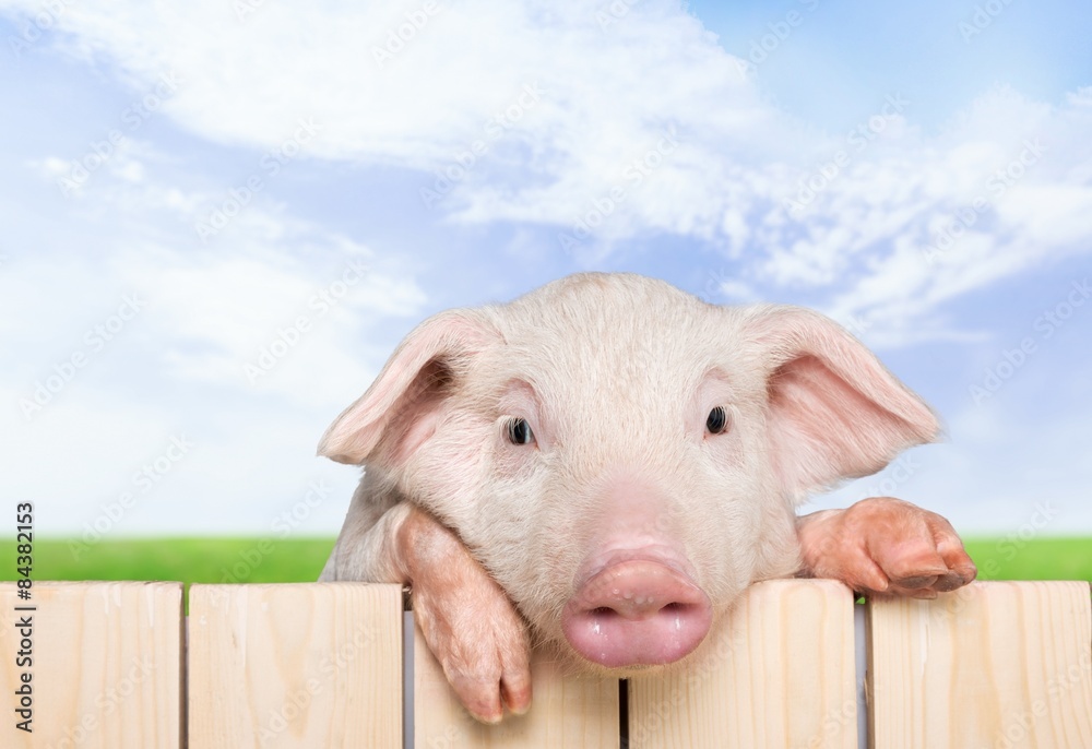 Pig, closeup, isolated.