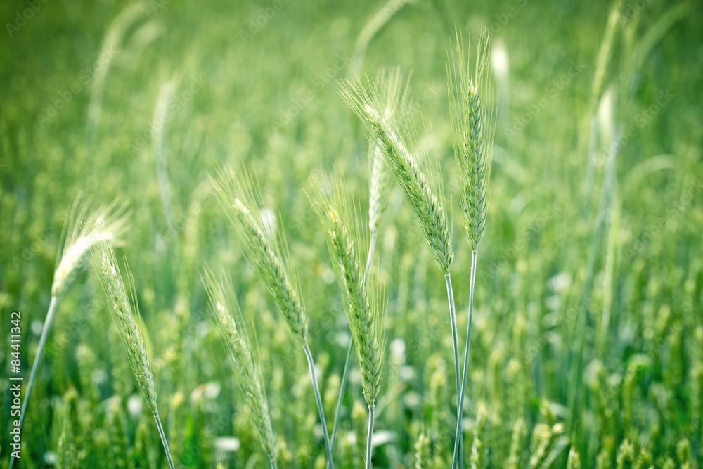 绿色麦田-未成熟小麦