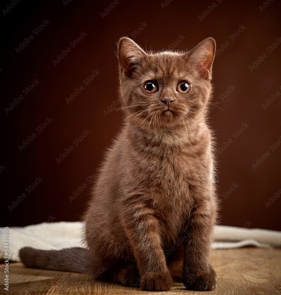 棕色英国短毛小猫画像