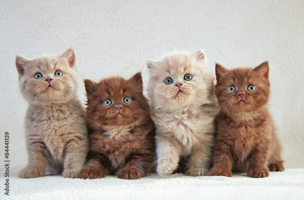 四只英国小猫