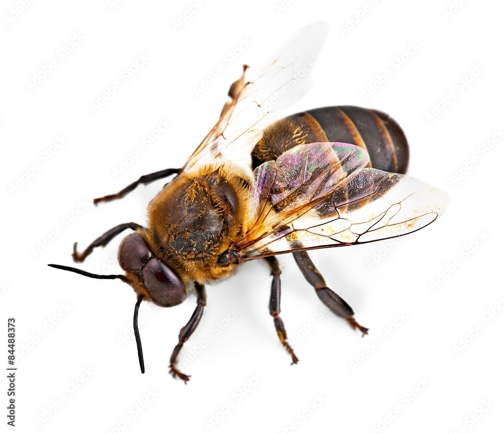 蜜蜂，蜜蜂，昆虫。