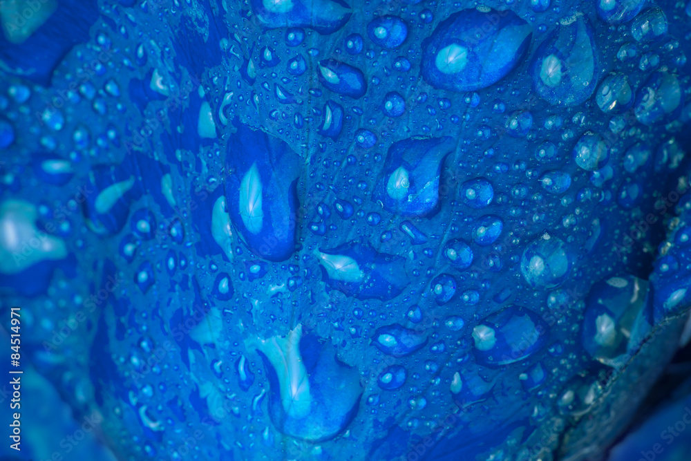 蓝色玫瑰花瓣表面选择性聚焦
