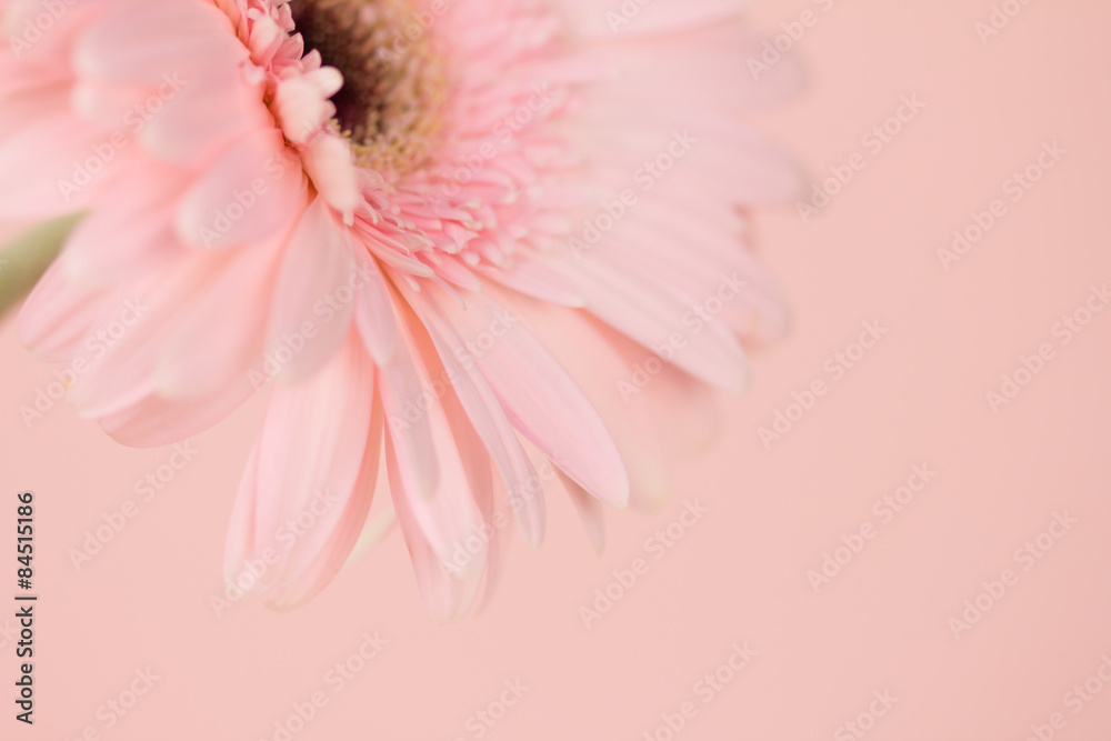 甜粉色非洲菊花的特写和选择性聚焦