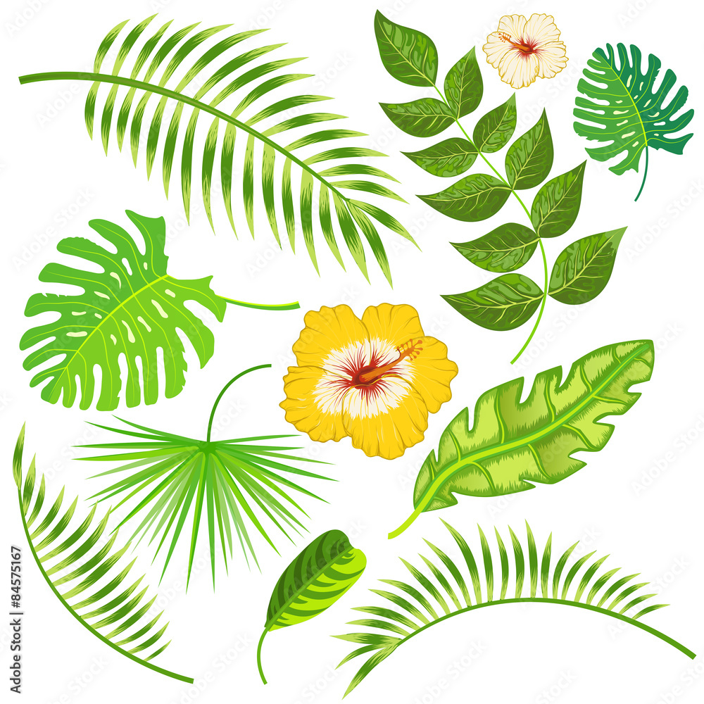 热带树叶和花朵病媒