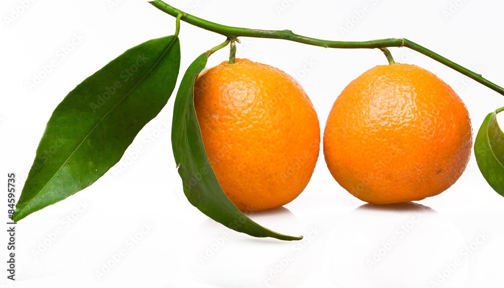 橘子树，橘子，水果。