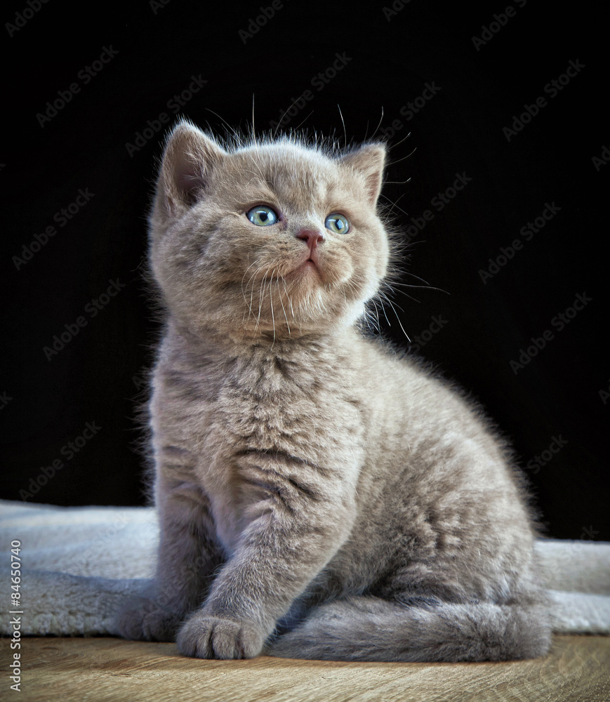 英国短毛小猫画像