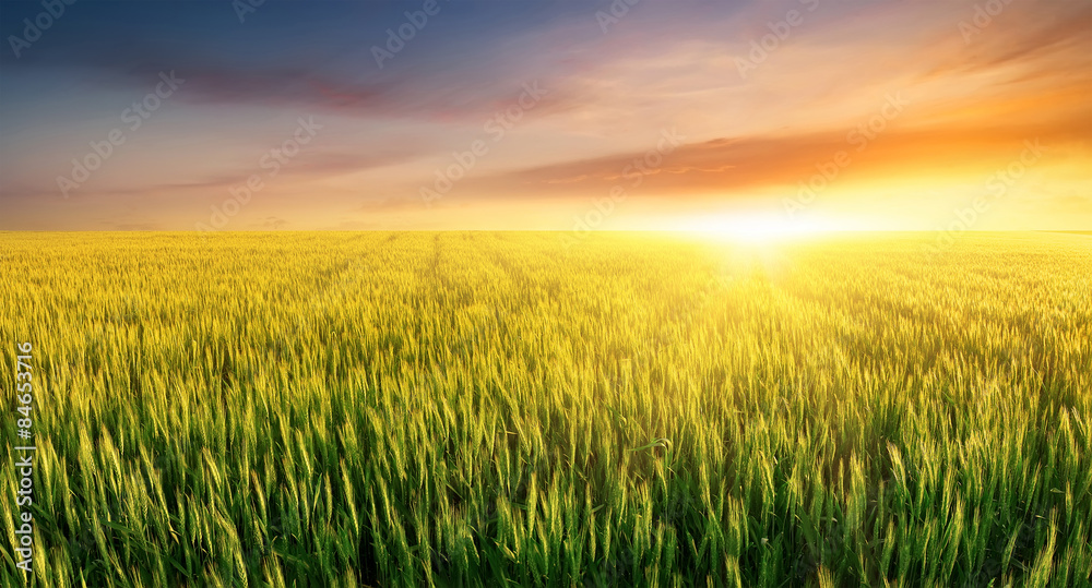 在明亮的日落中拍摄。农业景观