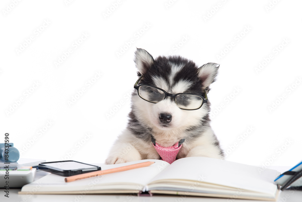 可爱的西伯利亚哈士奇小狗戴眼镜工作