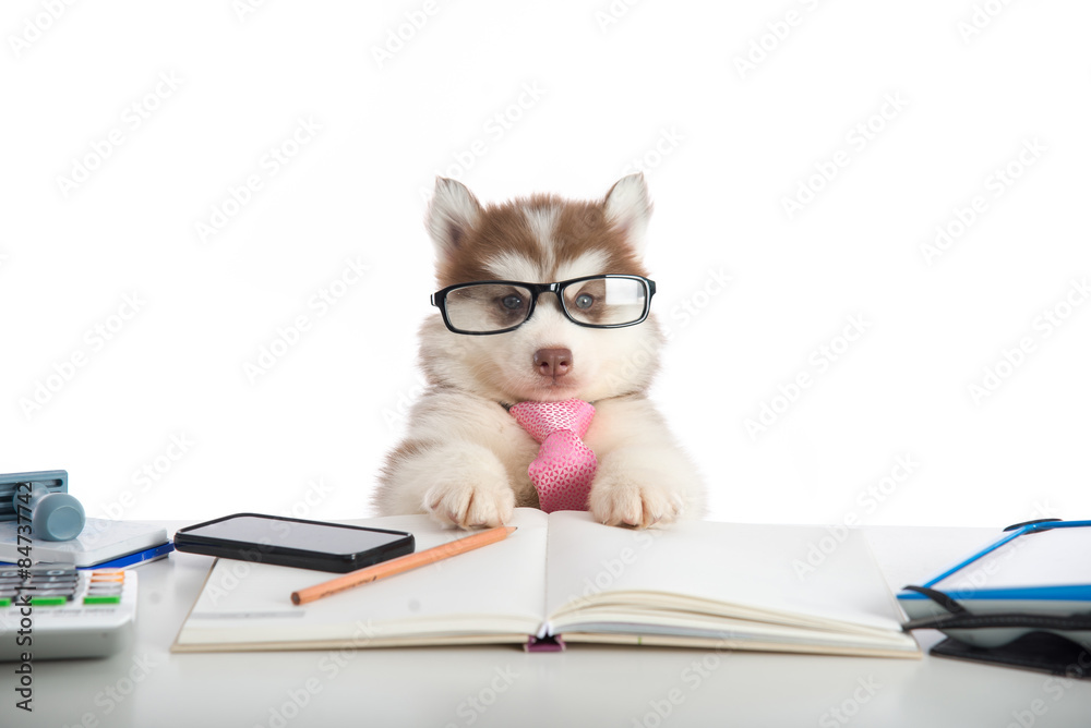 Cute siberian husky puppy in glasses working