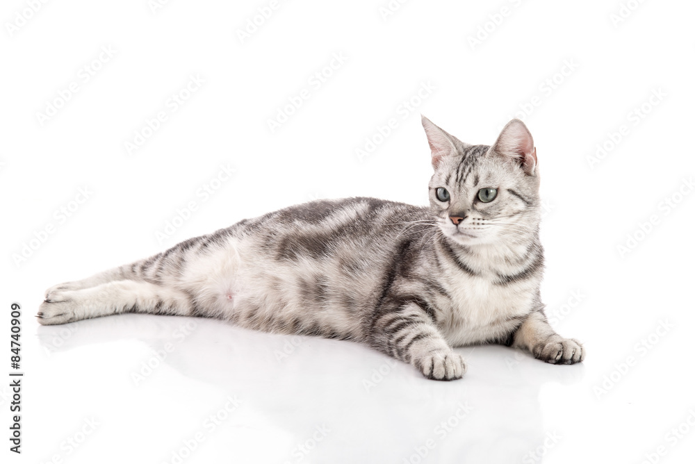 Pregnant American Shorthair cat lying