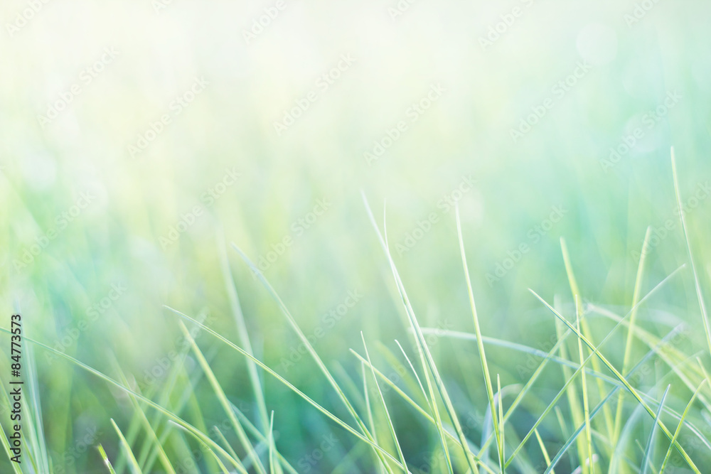 grass and natural green pastel background 