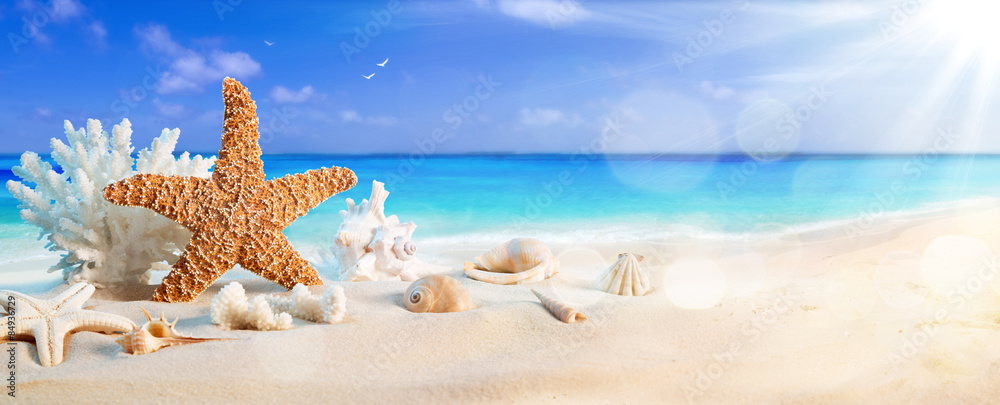 热带海滩海滨的贝壳——暑假背景