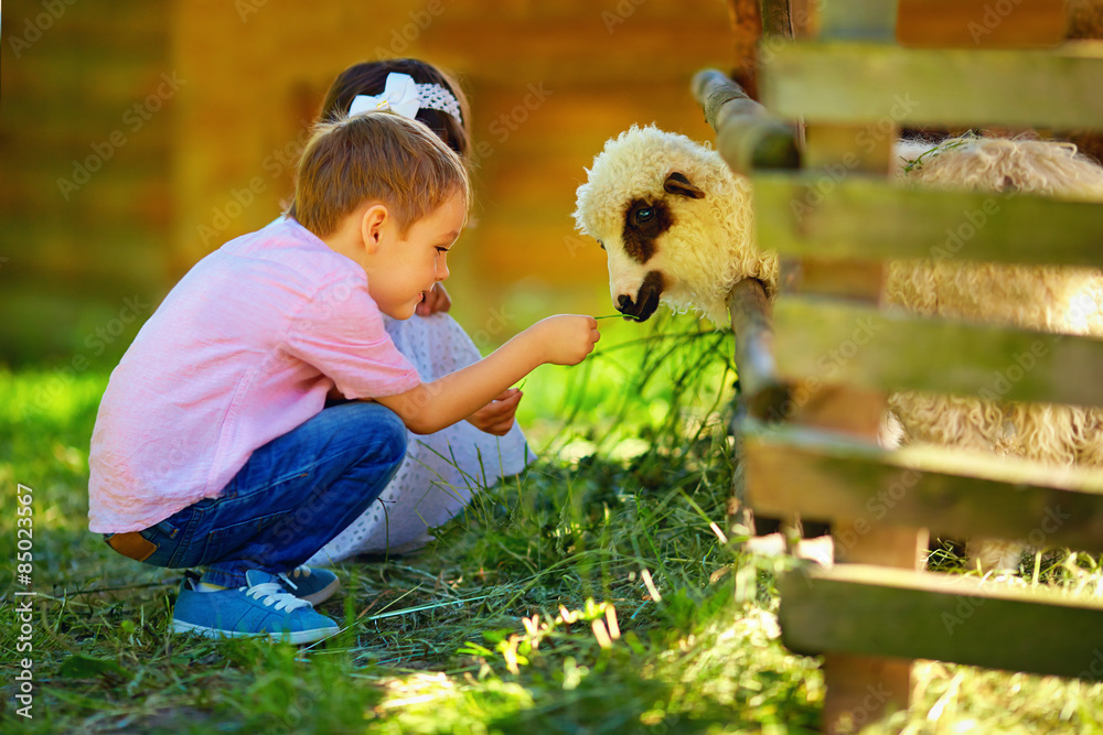 可爱的孩子用草喂养羔羊，乡村