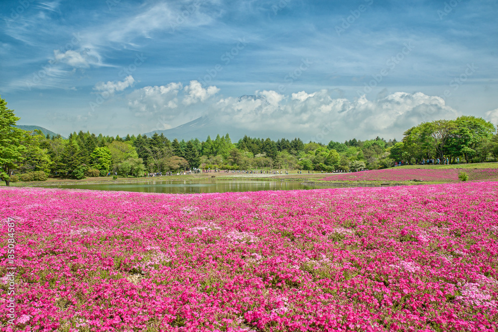 富士与山那柴仓节上的粉红色苔藓