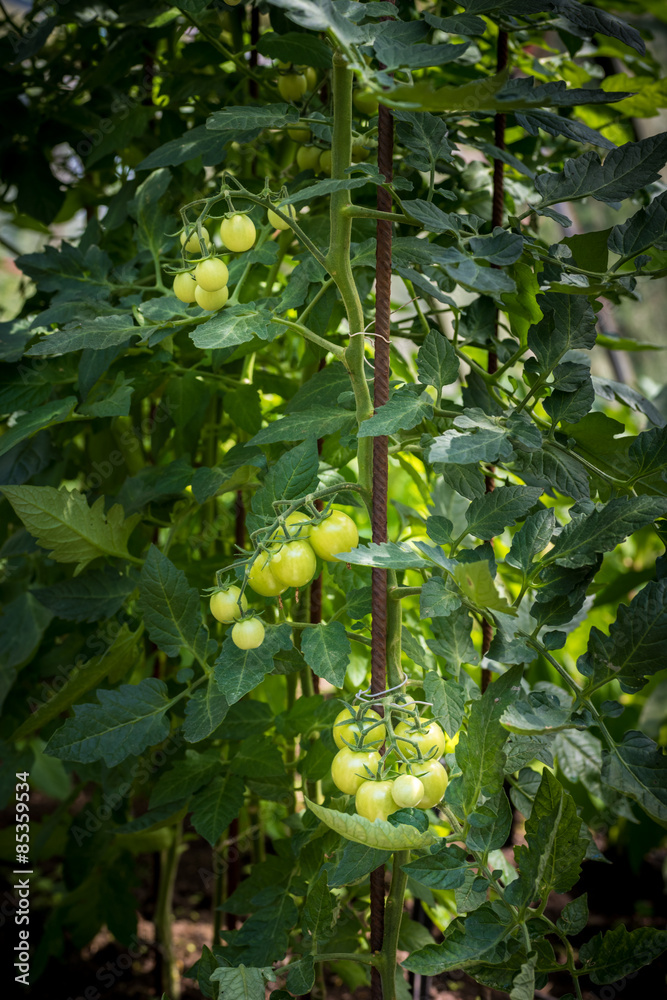 Homegrown unripe sweet tomatoes in a glasshouse