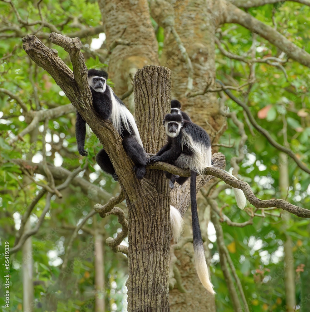 黑白疣猴