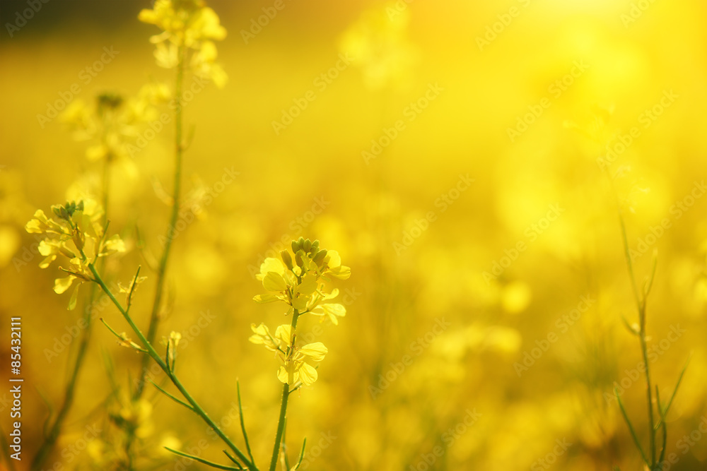 自然花卉背景，黄色野花