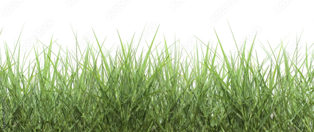 绿草隔离于白底