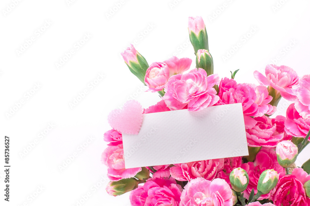 beautiful blooming of  pink carnation on a white background