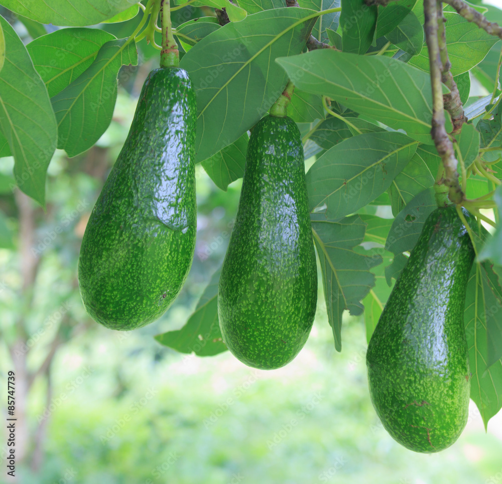 泰国可可的鳄梨种植园