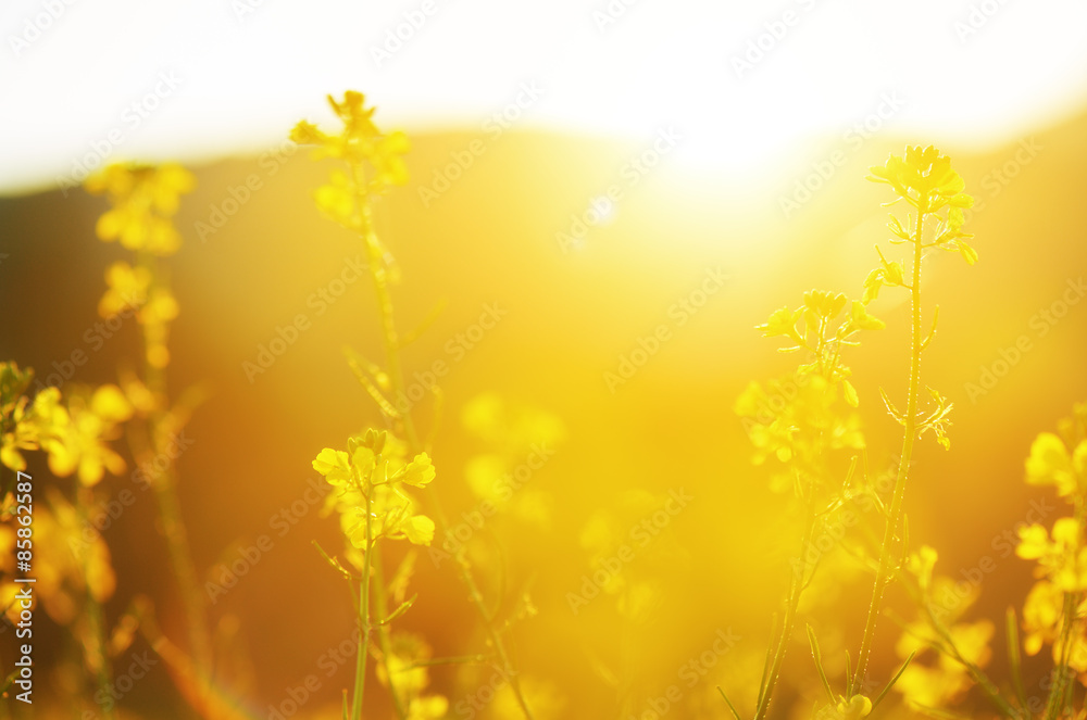 自然花卉背景，黄色野花