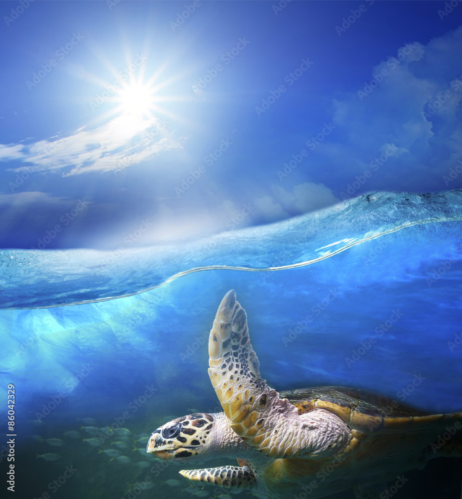 海龟在清澈的海水下游泳，阳光明媚