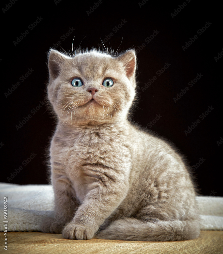 英国短毛小猫肖像